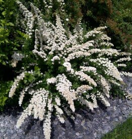 Sester Farms Spiraea nipponica 'Snowmound' Spirea #5 Super Shrub SF