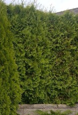 Sester Farms Thuja occidentalis 'Smaragd' Emerald Green Arborvitae #15 6ft