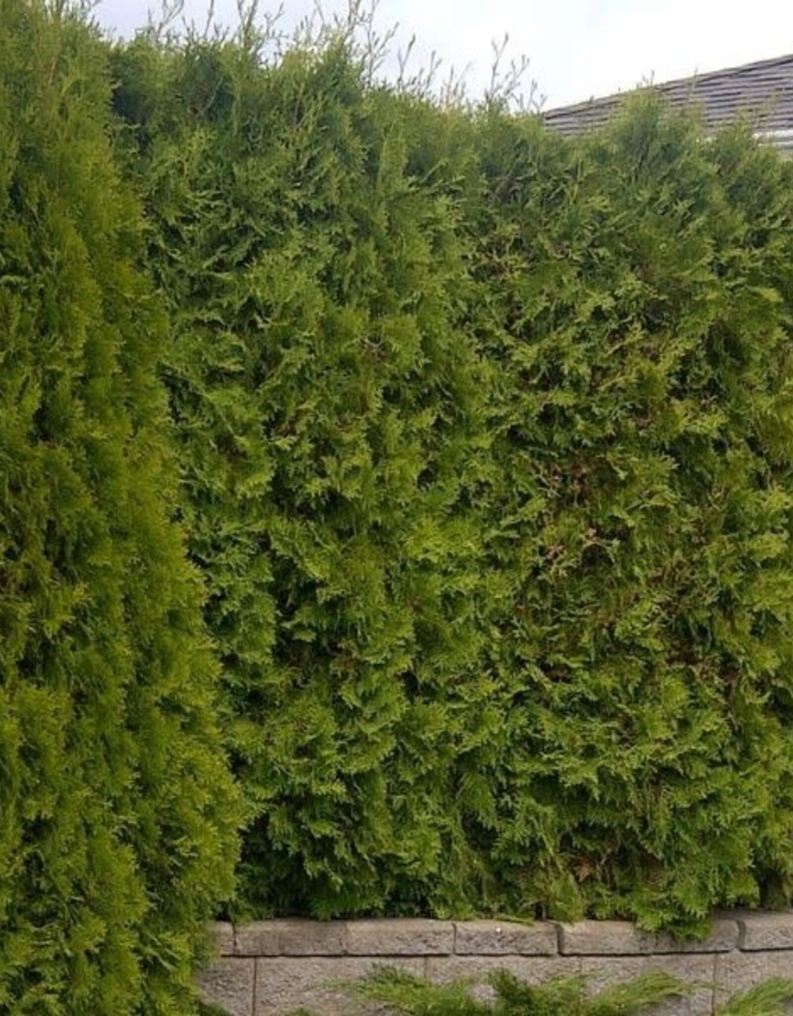 Sester Farms Thuja occidentalis 'Smaragd' Emerald Green Arborvitae #15 6ft
