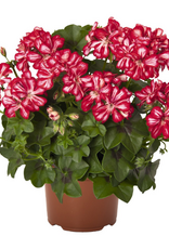 Esbenshades Greenhouses Pelargonium IVY  Great Balls of Fire™ Stars and Stripes 3.5 inch (Geranium)