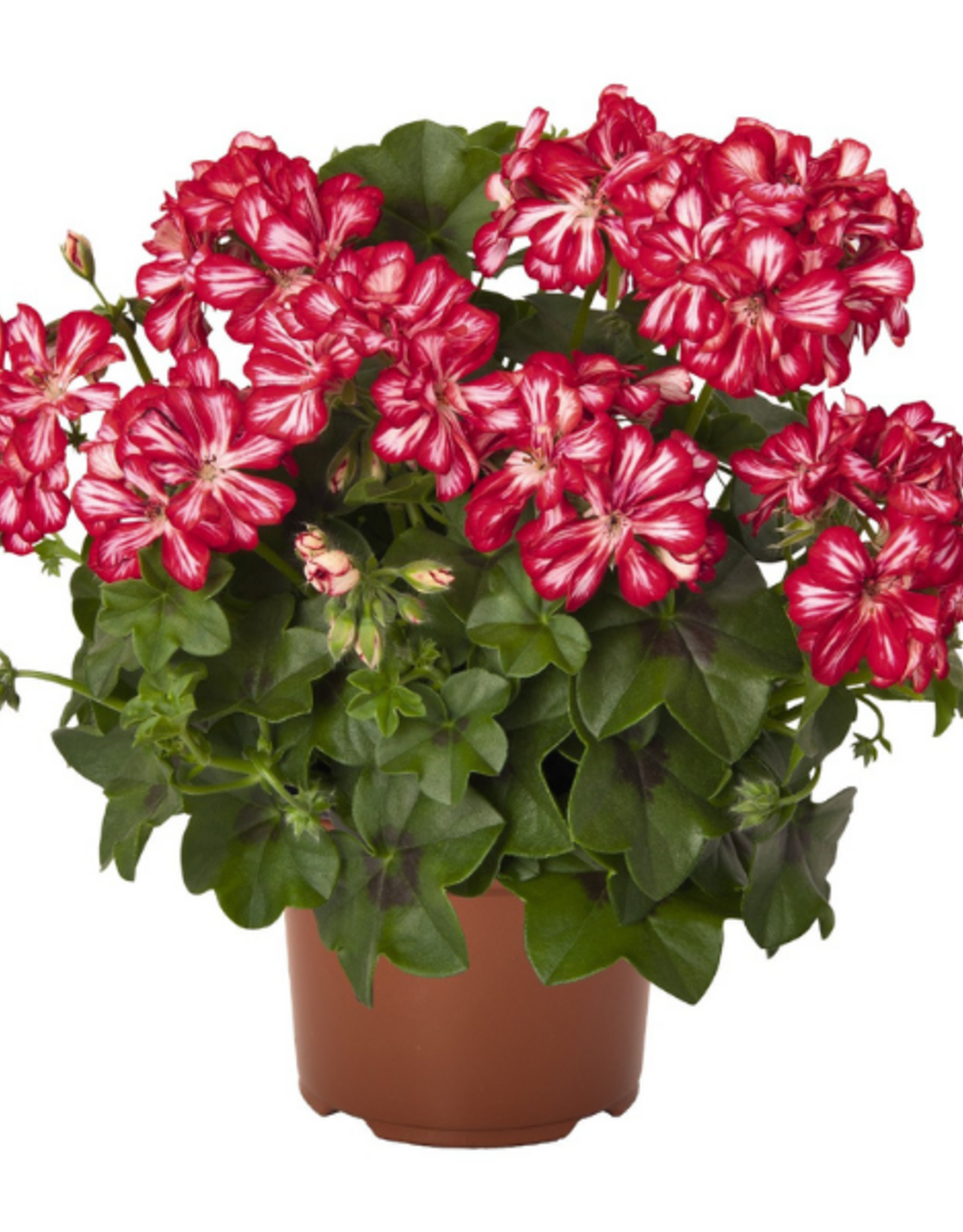 Esbenshades Greenhouses Pelargonium IVY  Great Balls of Fire™ Stars and Stripes 3.5 inch (Geranium)