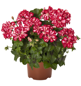 Esbenshades Greenhouses Pelargonium IVY  Great Balls of Fire™ Stars and Stripes 3.5 inch (Geranium)