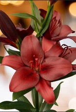 Zabo Copy of Lilium LA Hybrid Lily ROYAL SUNSET Pink/Yellow