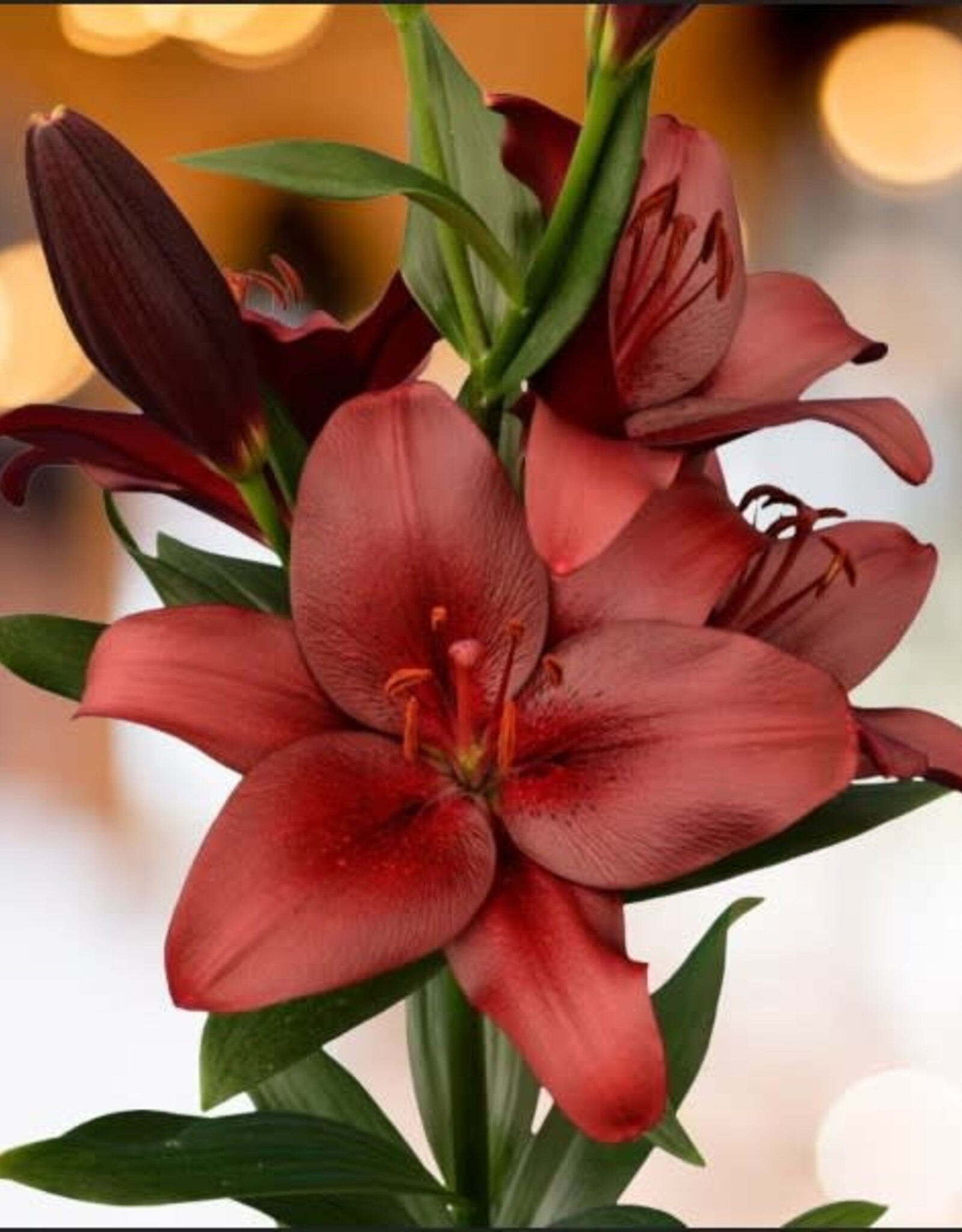 Zabo Copy of Lilium LA Hybrid Lily ROYAL SUNSET Pink/Yellow