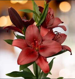 Zabo Copy of Lilium LA Hybrid Lily ROYAL SUNSET Pink/Yellow