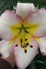 Zabo Lilium Oriental Trumpet Lily Beijing Moon Pink/ Yellow #1 pot