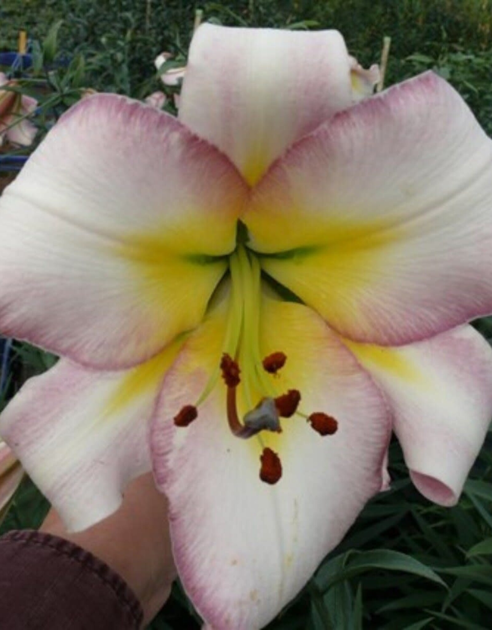 Zabo Lilium Oriental Trumpet Lily Beijing Moon Pink/ Yellow #1 pot
