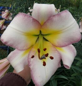 Zabo Lilium Oriental Trumpet Lily Beijing Moon Pink/ Yellow #1 pot