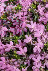 Proven Winners Lobelia Laguna Royal Pink PW 3.5 in