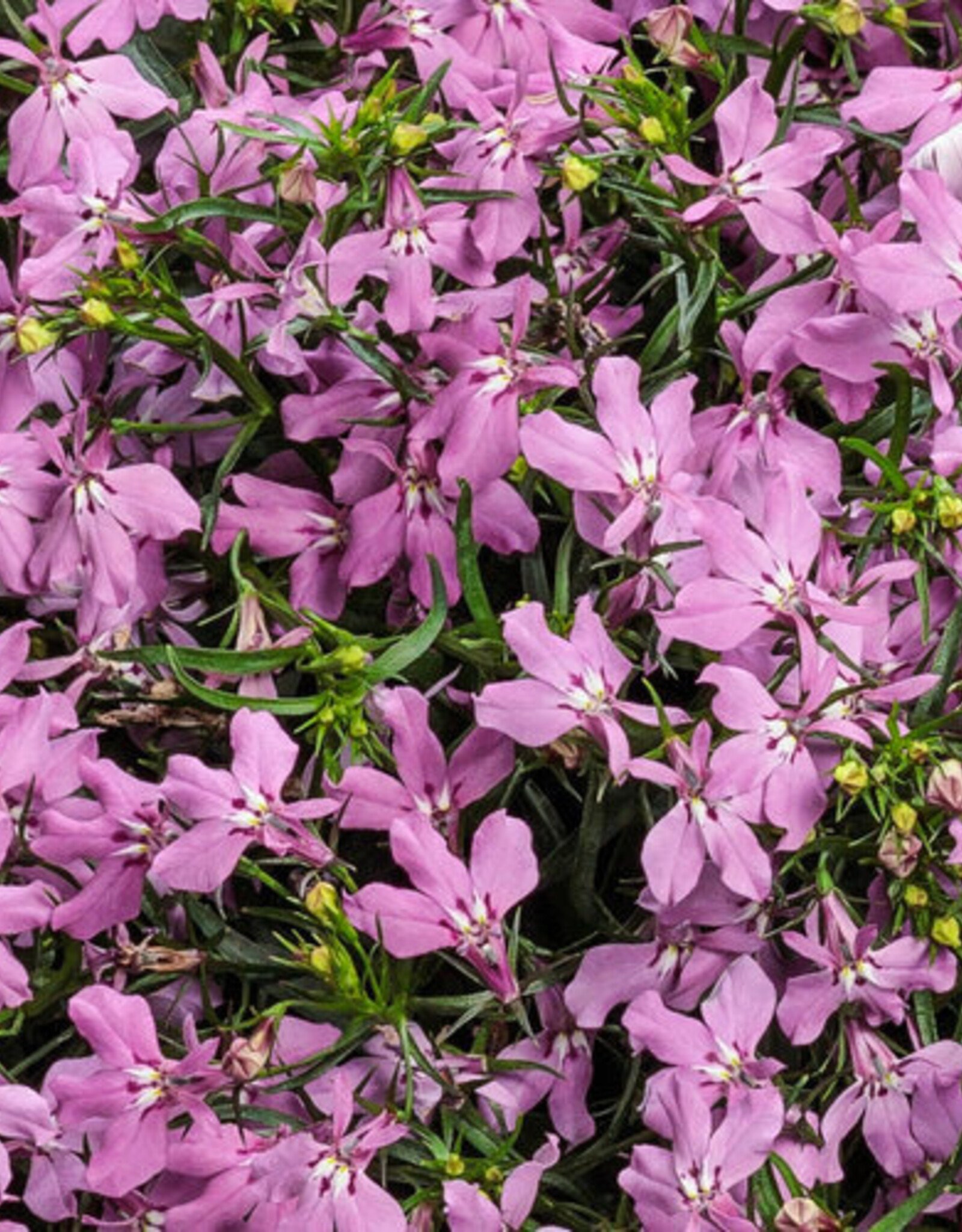 Proven Winners Lobelia Laguna Royal Pink PW 3.5 in