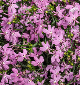 Proven Winners Lobelia Laguna Royal Pink PW 3.5 in