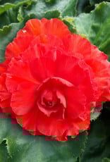 Four Stars Begonia Nonstop Red 3.5 in pot