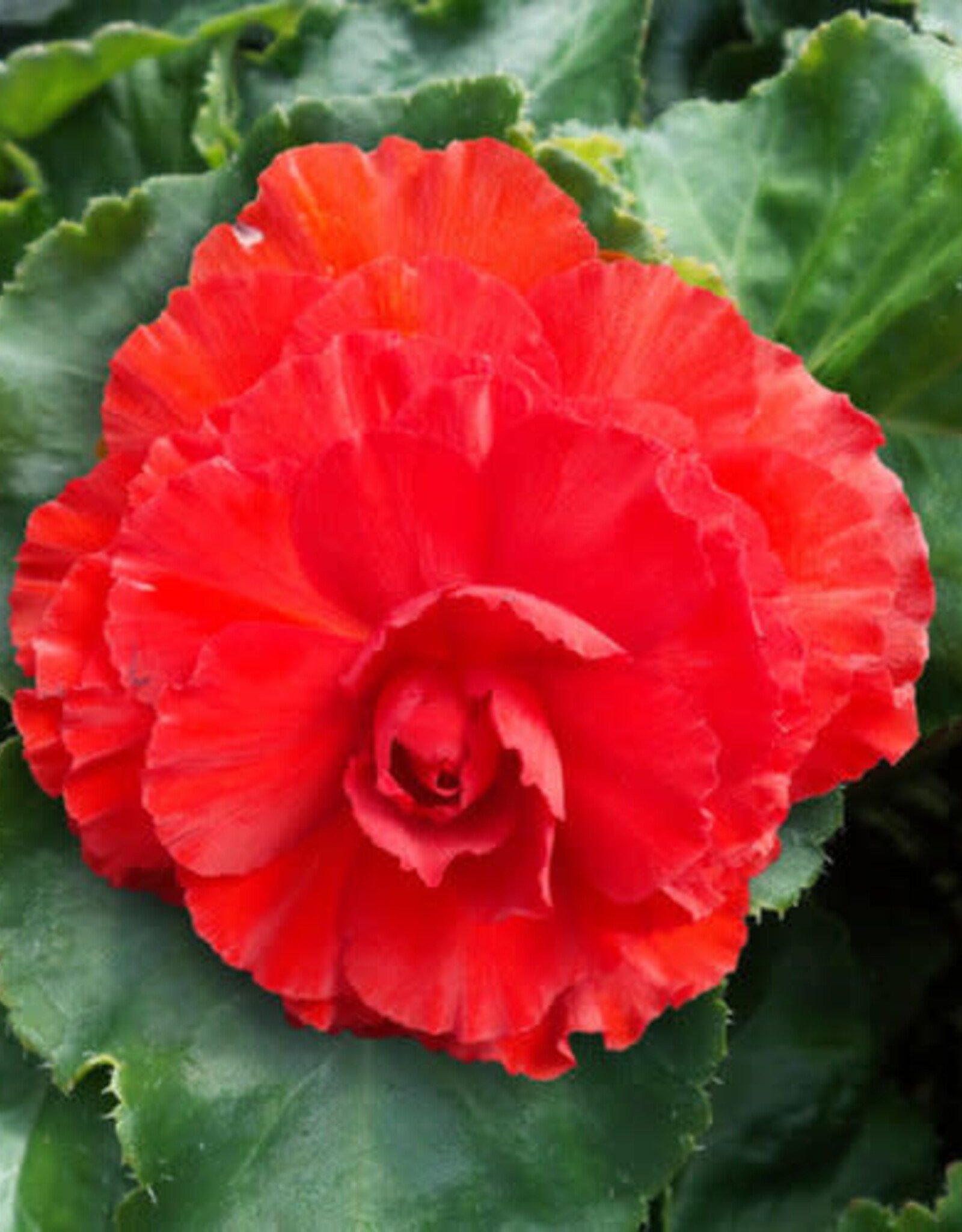 Four Stars Begonia Nonstop Red 3.5 in pot