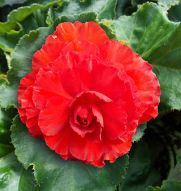 Four Stars Begonia Nonstop Red 3.5 in pot