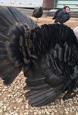 Metzer Black Spanish Turkey SR  4/21 ? Hatch