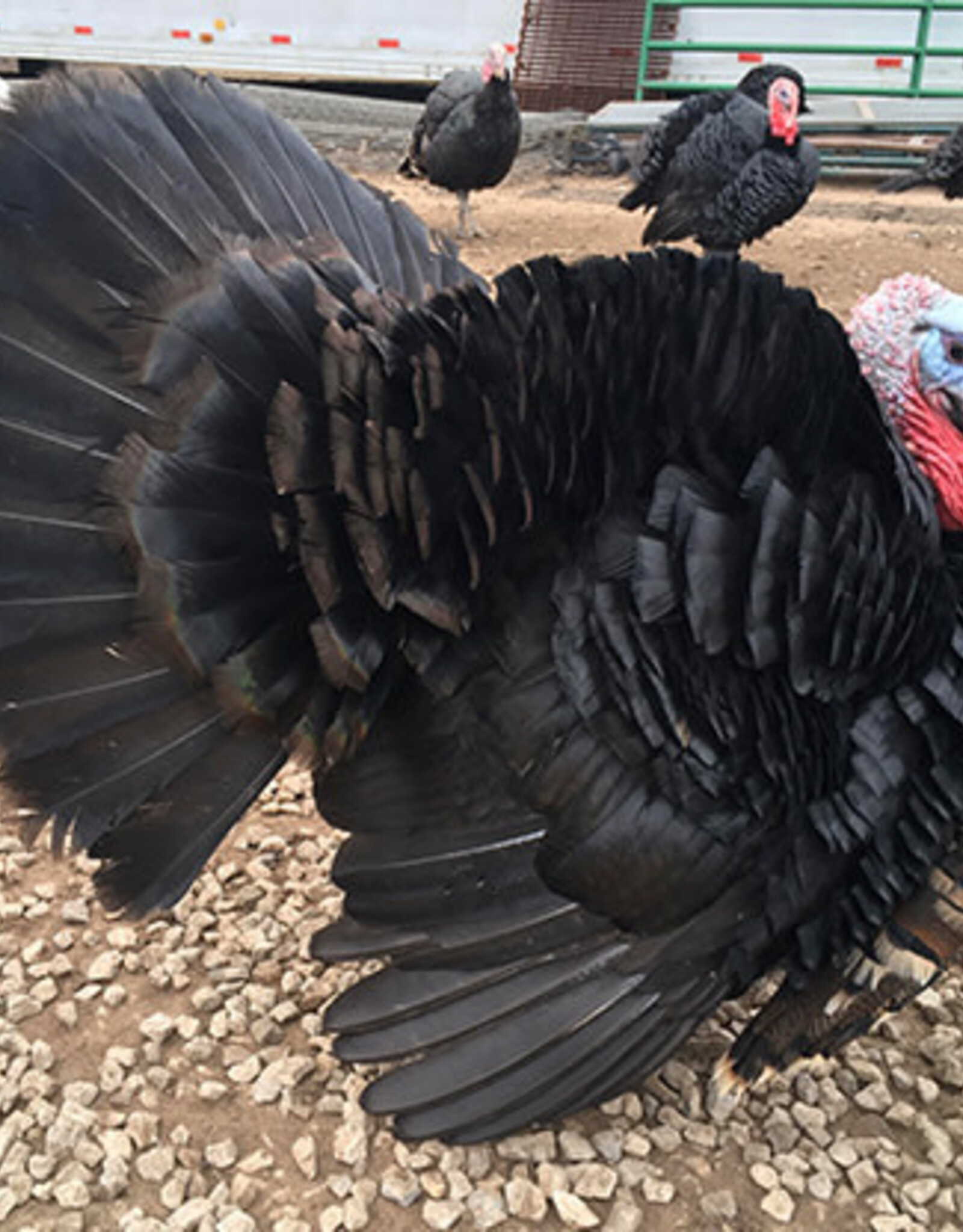 Metzer Black Spanish Turkey SR  4/21 ? Hatch