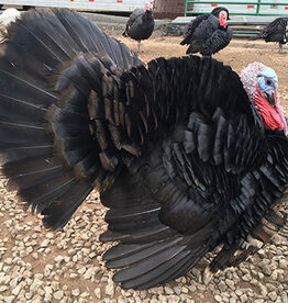 Metzer Black Spanish Turkey SR  4/21 ? Hatch