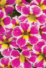 Proven Winners Calibrachoa Superbells® Holy Cow™ PW 3.5in
