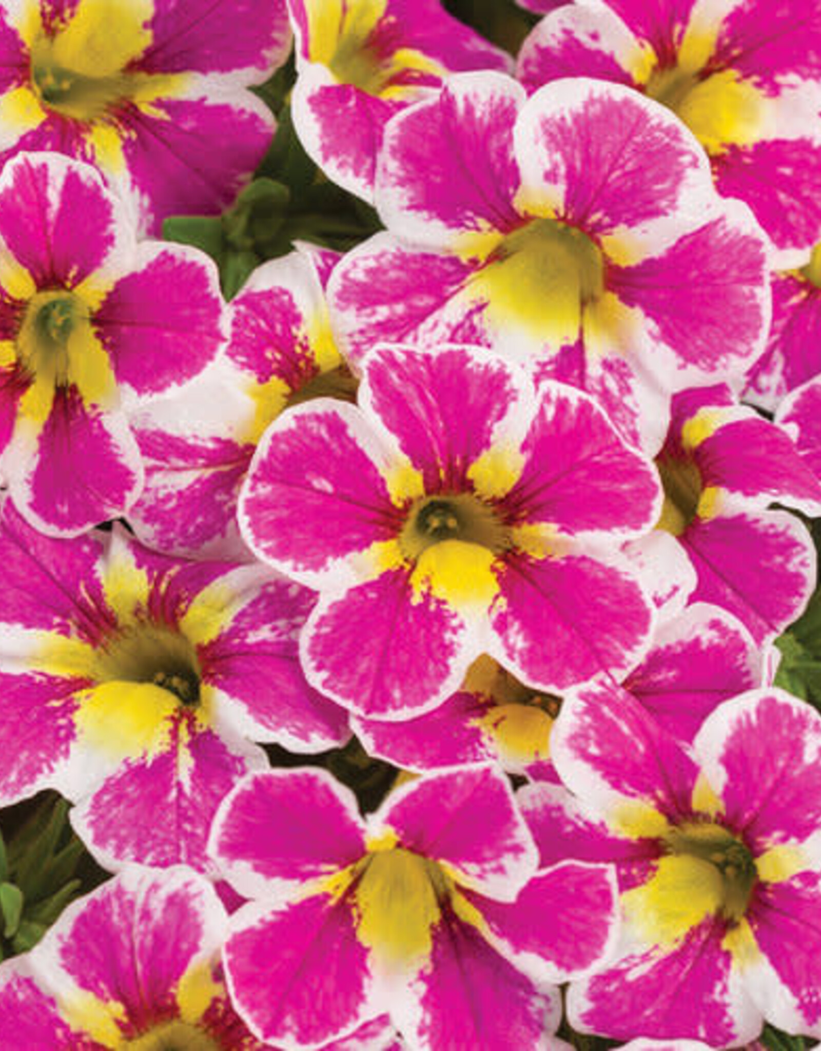 Proven Winners Calibrachoa Superbells® Holy Cow™ PW 3.5in