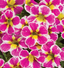 Proven Winners Calibrachoa Superbells® Holy Cow™ PW 3.5in