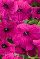 Proven Winners Petunia Supertunia® Royal Magenta® PW 3.5in