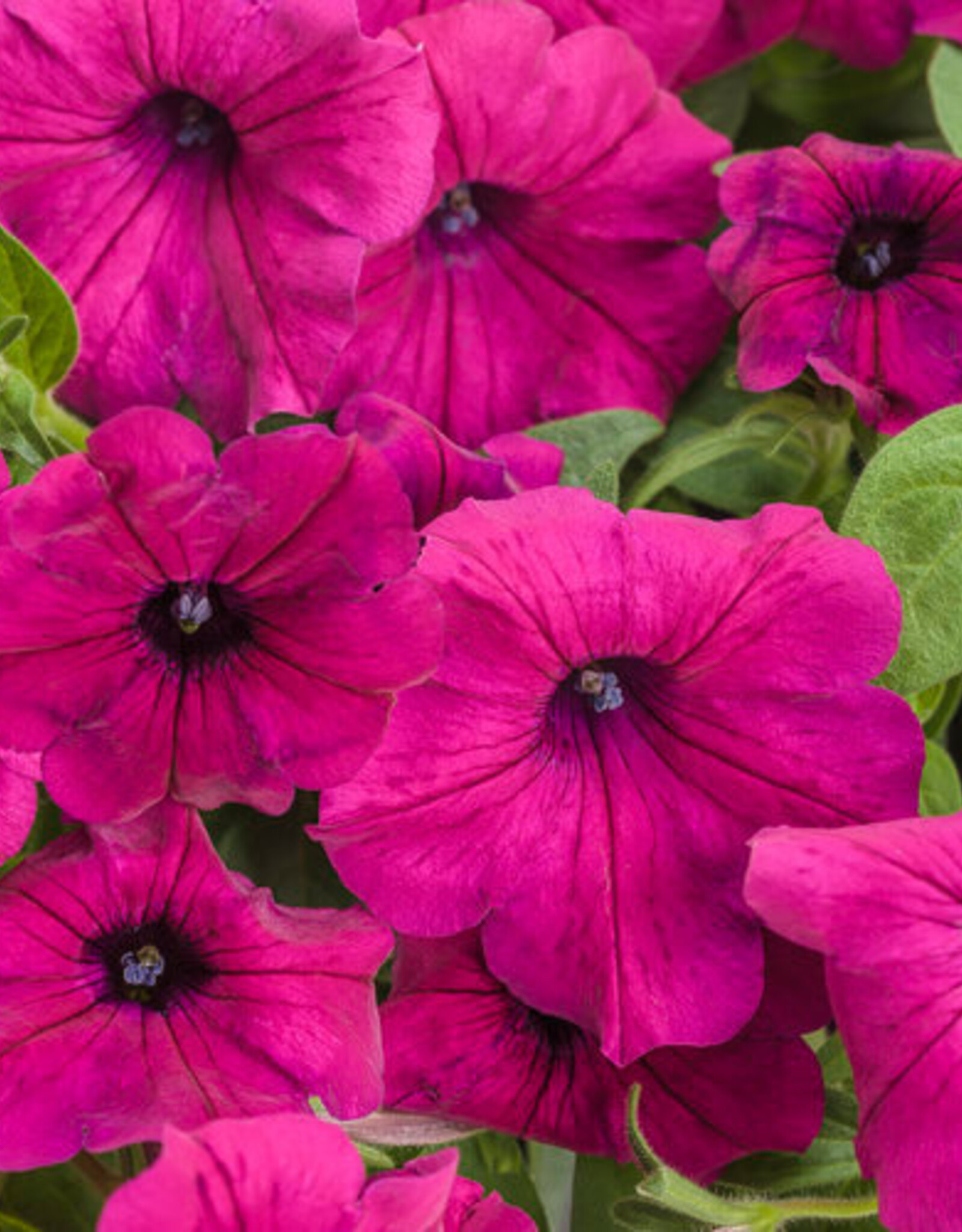 Proven Winners Petunia Supertunia® Royal Magenta® PW 3.5in