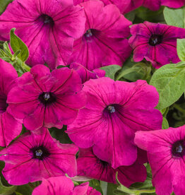 Proven Winners Petunia Supertunia® Royal Magenta® PW 3.5in