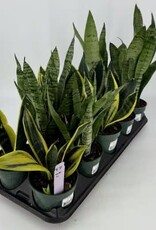 Cascade Tropicals Sansevieria assorted -  4in Snake Plant