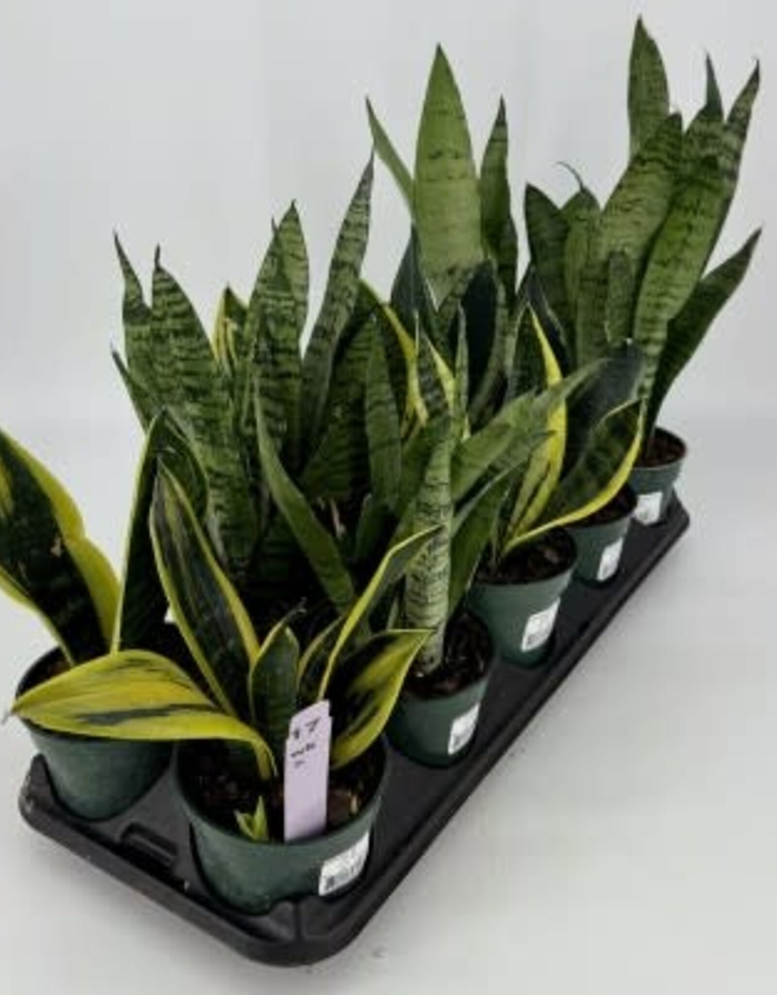 Cascade Tropicals Sansevieria assorted -  4in Snake Plant