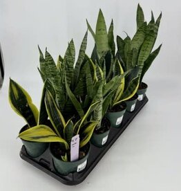 Cascade Tropicals Sansevieria assorted -  4in Snake Plant