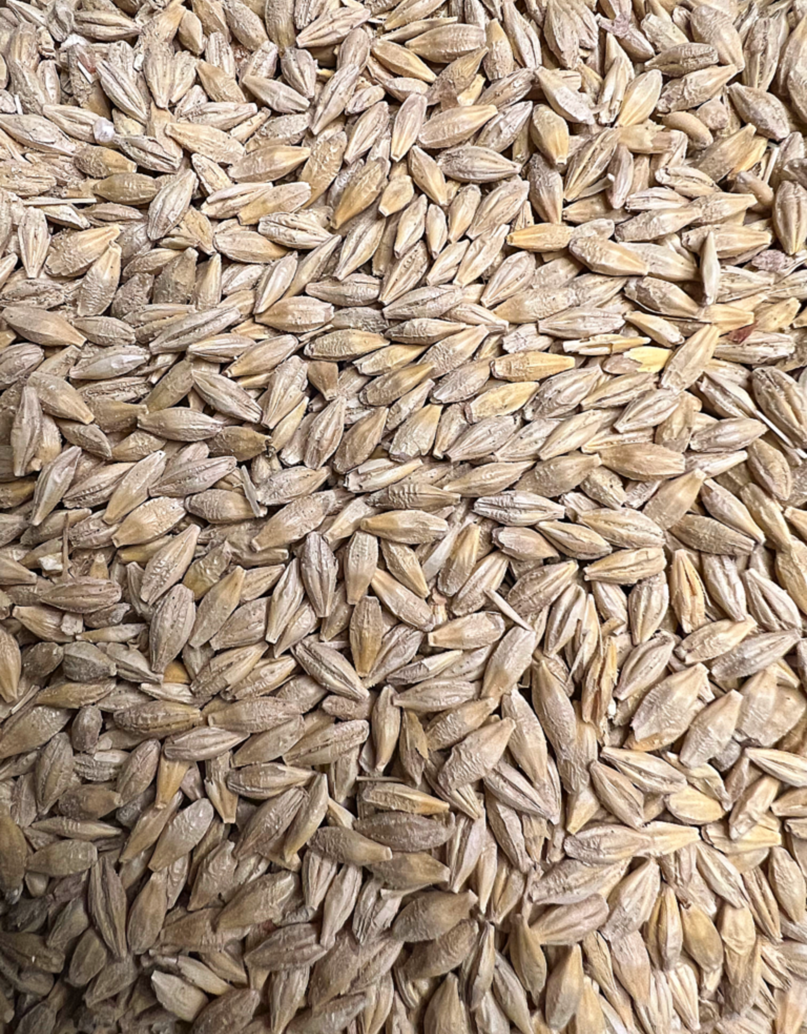 Alaska Farm Supply AFS Delta Whole Barley 50lb