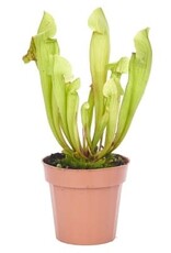 Cascade Tropicals Sarracenia assorted 3in -Trumpet Pitcher Plant
