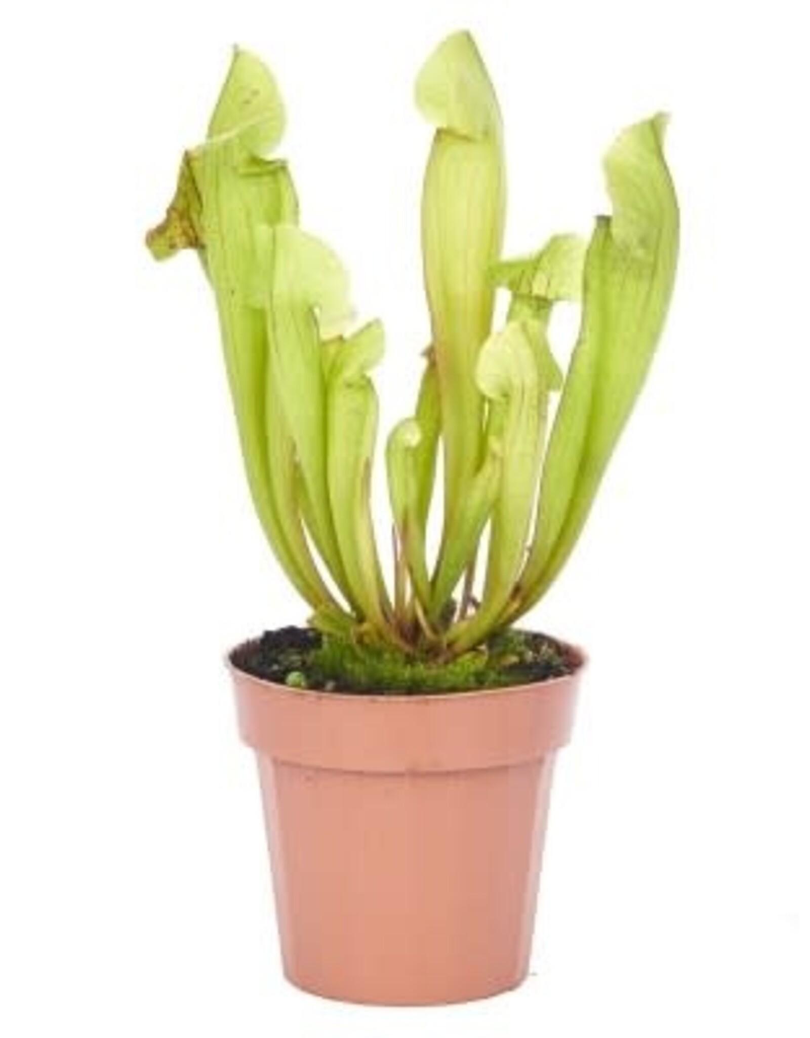 Cascade Tropicals Sarracenia assorted 3in -Trumpet Pitcher Plant