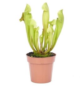 Cascade Tropicals Sarracenia assorted 3in -Trumpet Pitcher Plant