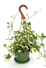 Cascade Tropicals Senecio macroglossus 'Variegatus' - HB 6in  -Wax Ivy