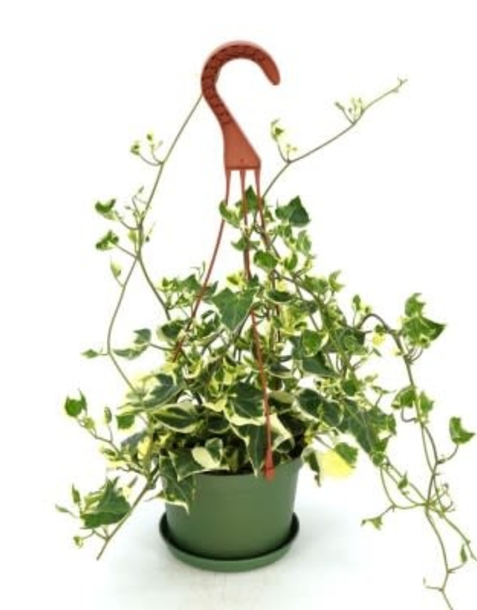 Cascade Tropicals Senecio macroglossus 'Variegatus' - HB 6in  -Wax Ivy