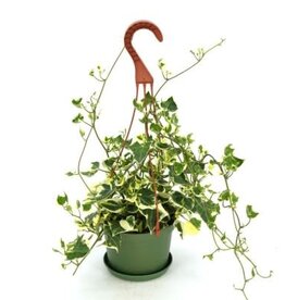 Cascade Tropicals Senecio macroglossus 'Variegatus' - HB 6in  -Wax Ivy
