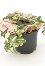 Cascade Tropicals Tradescantia tricolor 'Pink Princess' 4in  -Inch Plant