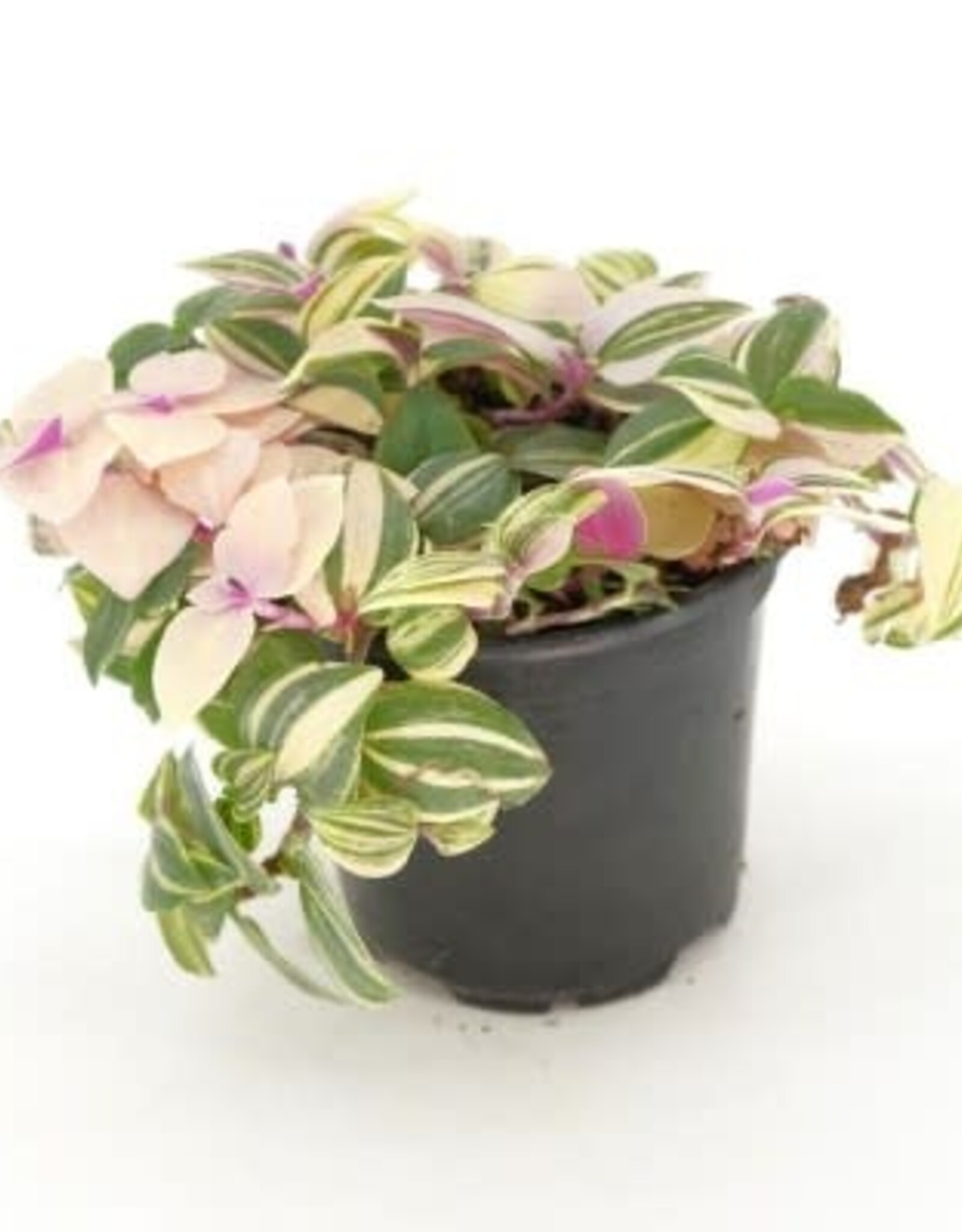 Cascade Tropicals Tradescantia tricolor 'Pink Princess' 4in  -Inch Plant