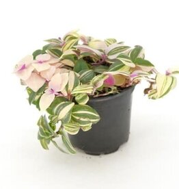 Cascade Tropicals Tradescantia tricolor 'Pink Princess' 4in  -Inch Plant