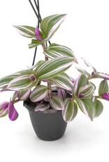 Cascade Tropicals Tradescantia albiflora 'Nanouk' - HB 4in  -Inch Plant