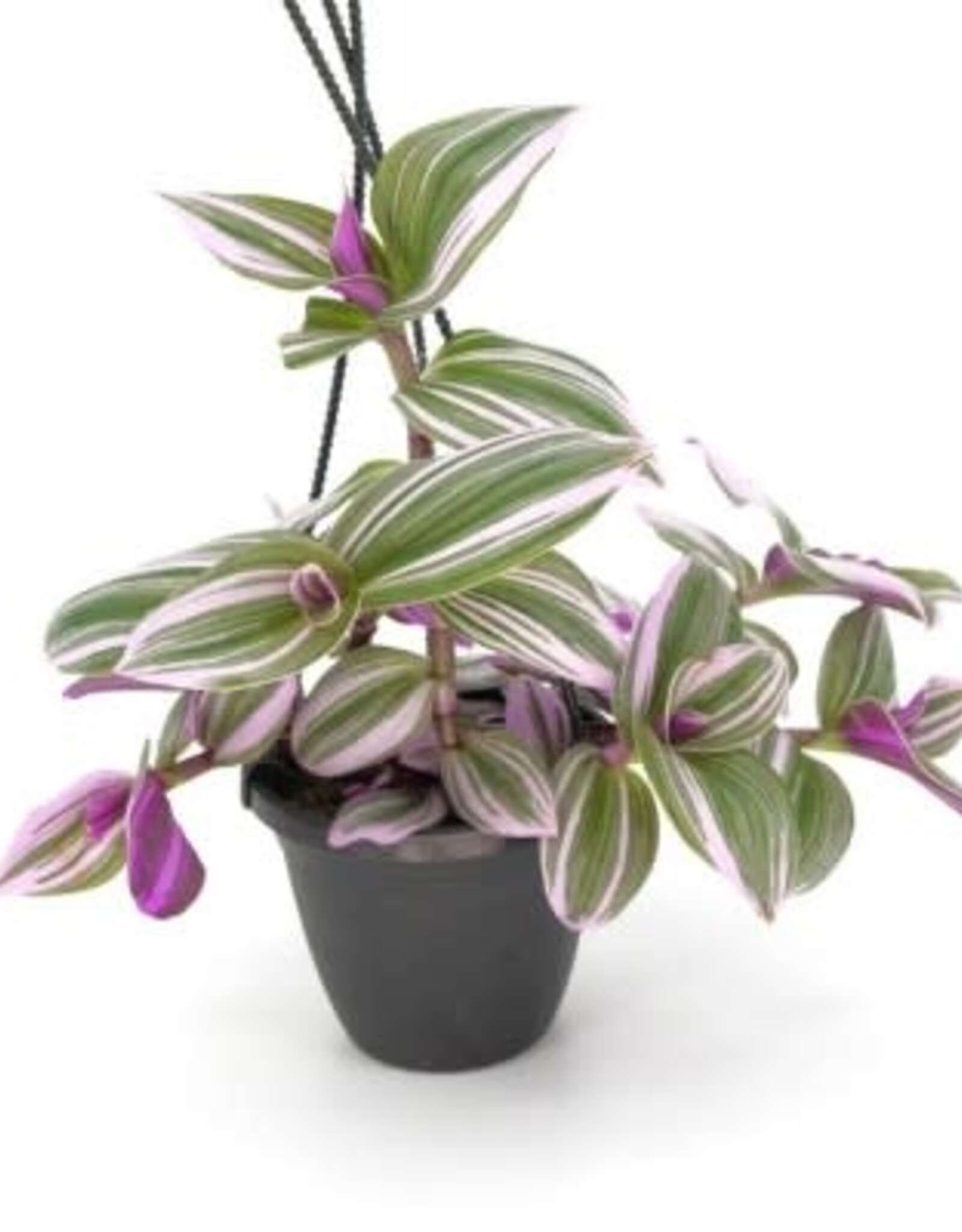 Cascade Tropicals Tradescantia albiflora 'Nanouk' - HB 4in  -Inch Plant