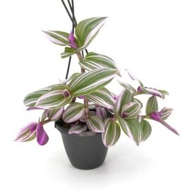 Cascade Tropicals Tradescantia albiflora 'Nanouk' - HB 4in  -Inch Plant