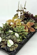 Cascade Tropicals Peperomia assorted - 10 per flat 4in Radiator Plant