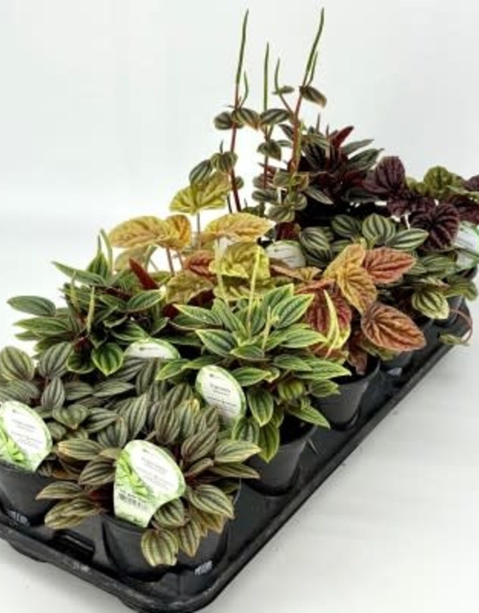 Cascade Tropicals Peperomia assorted - 10 per flat 4in Radiator Plant