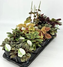 Cascade Tropicals Peperomia assorted - 10 per flat 4in Radiator Plant