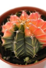 Cascade Tropicals Gymnocalycium friedrichii 'Variegata' 2inch  Cactus
