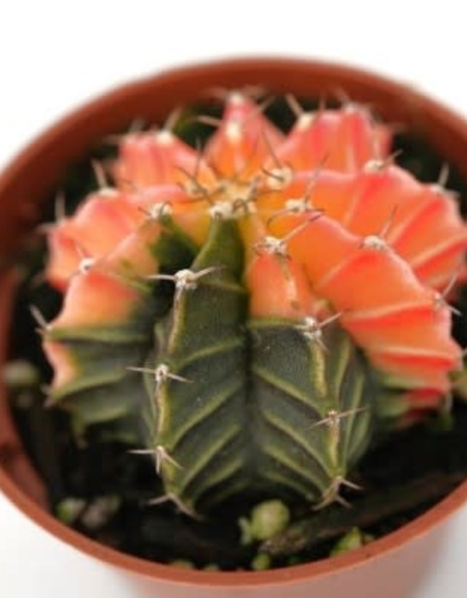 Cascade Tropicals Gymnocalycium friedrichii 'Variegata' 2inch  Cactus