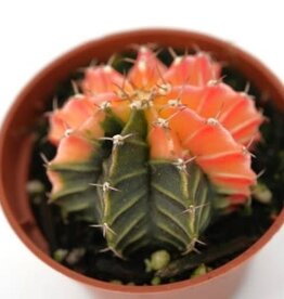 Cascade Tropicals Gymnocalycium friedrichii 'Variegata' 2inch  Cactus