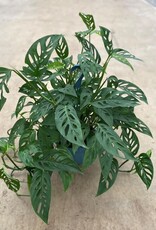 Mainland Monstera Adansonii10 in HB Swiss Cheese Vine
